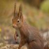 Eurasian Red Squirrel